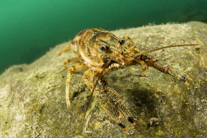 Crayfish Orconectes limosus by Mathieu Foulquié 
